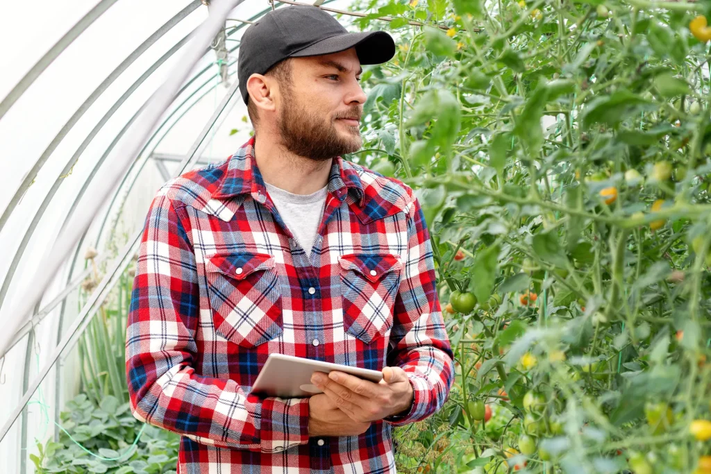Agricultor revisando las tomateras de un invernadero con una tableta