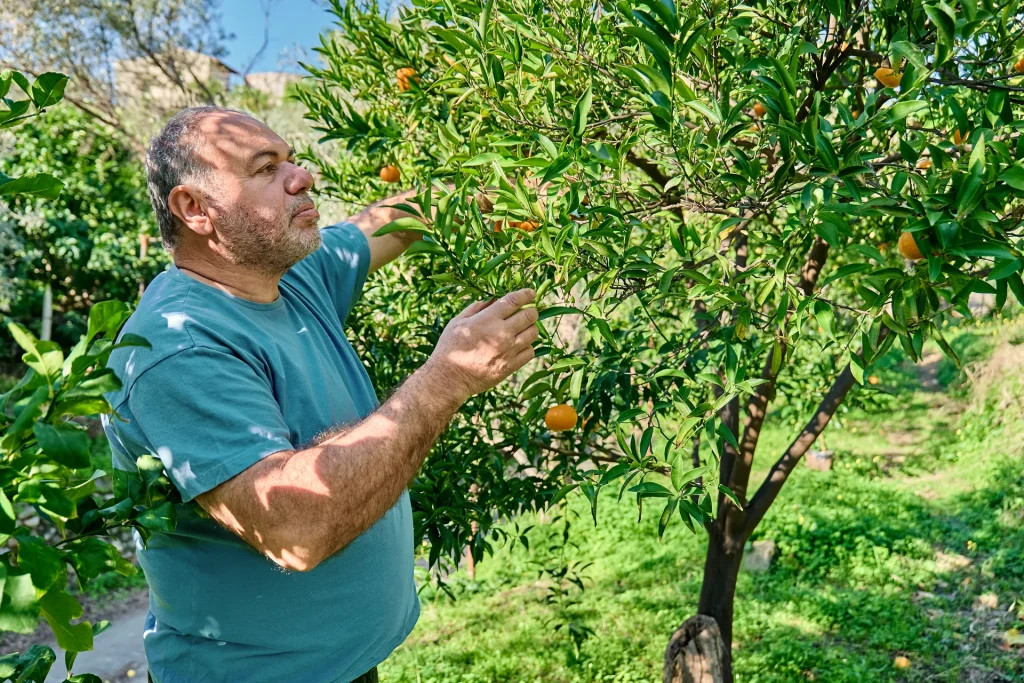 Agricultor revisando las naranjas de un árbol en el huerto