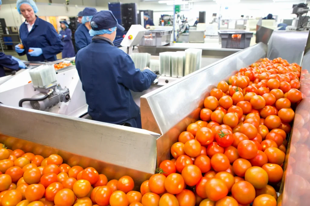Tomates avanzando por la línea de una planta de procesado