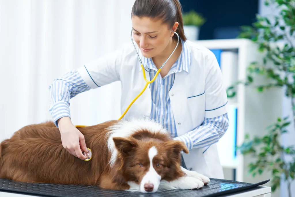 Veterinaria auscultando a un perro tumbado en la consulta