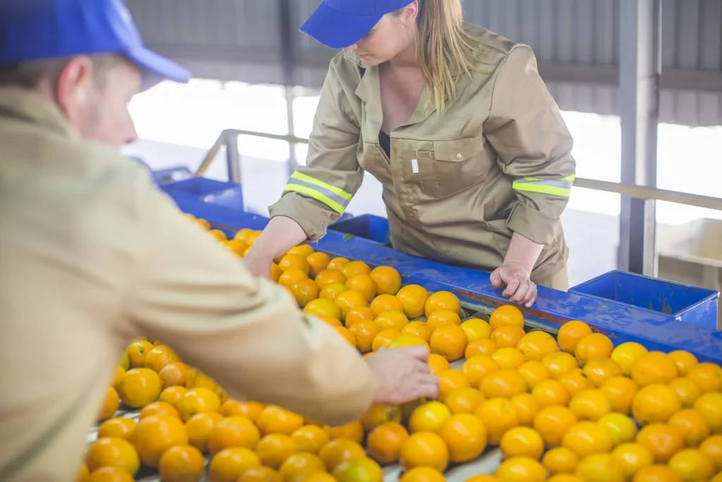 Operarios seleccionando naranjas en una cinta transportadora