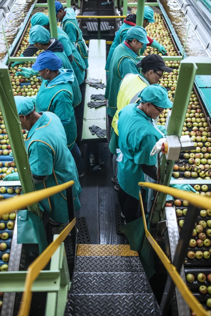 Operarios seleccionando manzanas en la línea de una central frutícola