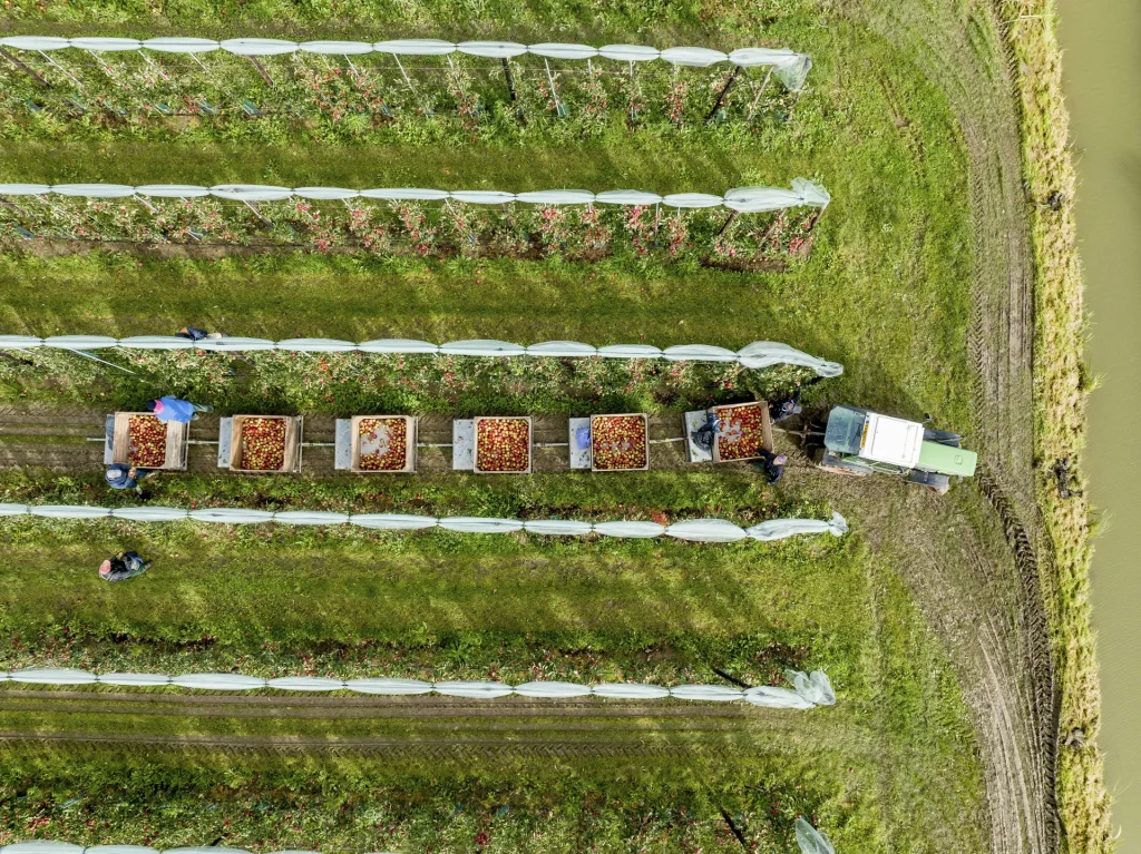 Vista aérea de la cosecha en una plantación de frutales con un tractor cargando cajas